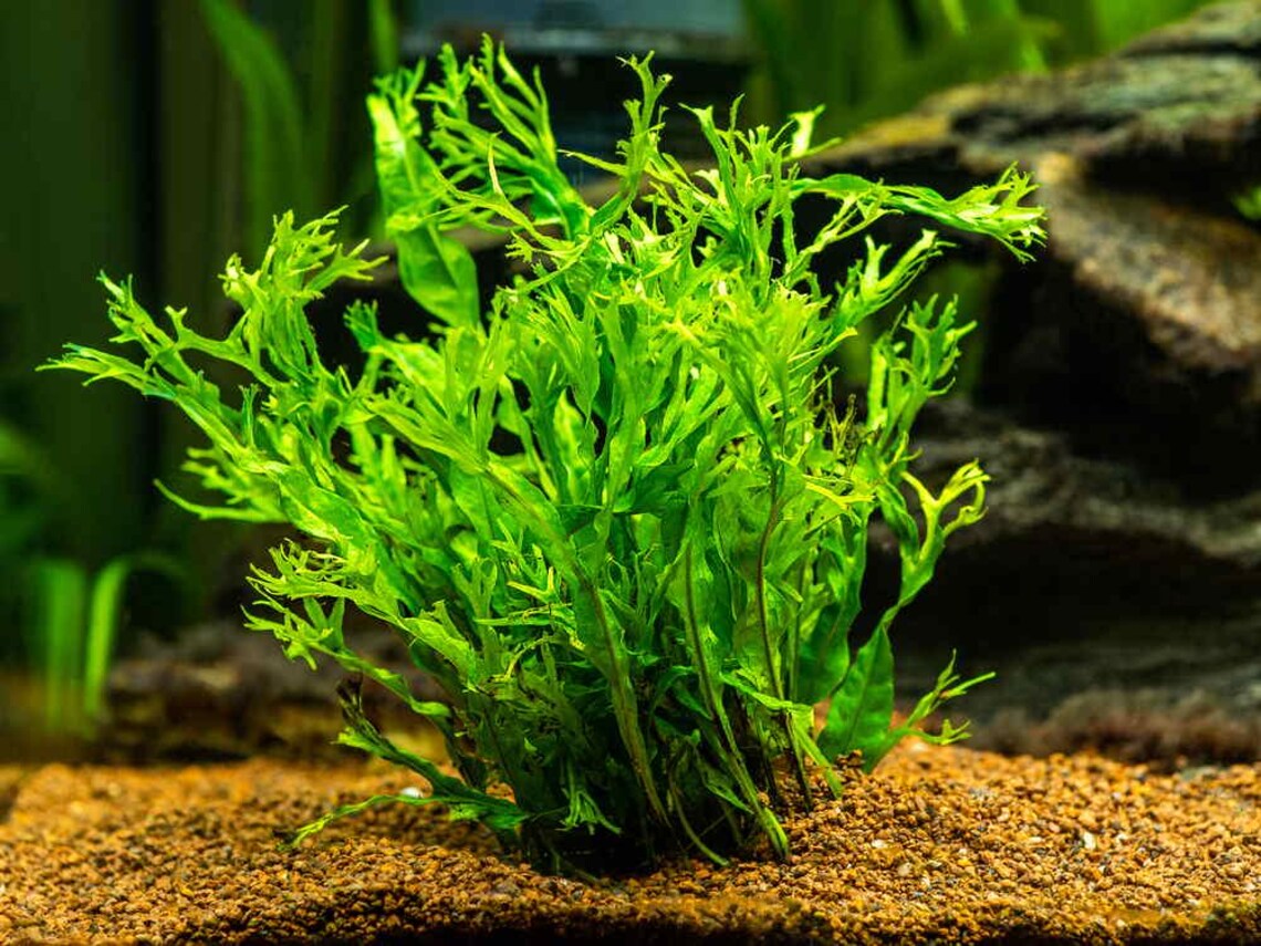 Lace Java Fern (microsorum Pteropus 'windelov') - Unique Ruffled Tips ...