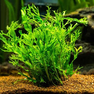 Lace Java Fern (Microsorum Pteropus 'Windelov') - Unique Ruffled Tips, Easy Low Light Aquarium Plant, Beginner Friendly, Healthy Live D27