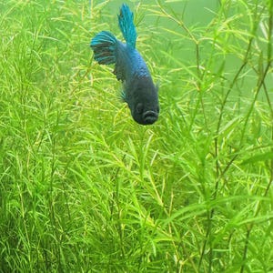 1 Cup Guppy Grass Najas guadalupensis aquatic plant Live Aquarium/Aquatic/Floating/Pond Plant/ Beginner Plant / Easy Growth