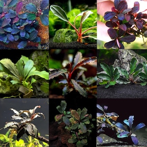 May include: A collage of nine aquatic plants featuring various Bucephalandra species with dark purple, deep green, and reddish-brown leaves. The plants display diverse leaf shapes, including wavy, oval, and elongated forms, rooted in dark substrate.