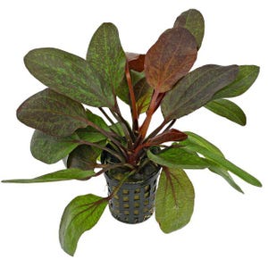 Red Flame Sword (Echinodorus 'Red Flame') - 4-5in Live Aquarium Plant, Mottled Red & Green Leaves, Healthy Rosette , Rare Aquascape D19-20