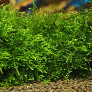May include: Close-up of vibrant green aquatic moss, likely used in aquariums or terrariums. The moss has a dense, textured appearance with numerous small, delicate leaves. The background shows small, dark gravel.