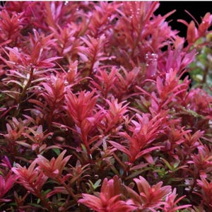Rotala rotundifolia 'Blood Red‘, Live Aquarium/Aquatic/Freshwater/Background/Red/Stem Plant, Planted Tank, Aquascaping