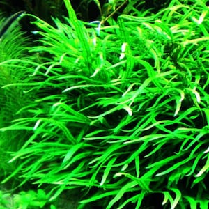 May include: Close-up of vibrant green aquatic plants with long, slender leaves. The image showcases a dense cluster of the plants, creating a lush, textured appearance. The bright green color dominates the frame, suggesting a healthy, thriving environment. Ideal for aquarium decor.