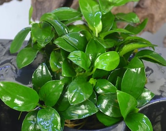 BUY 2 GET 1 FREE Anubias Nana Petite Easy Live Aquarium Plant