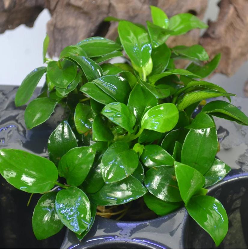 Anubias Panda - Etsy