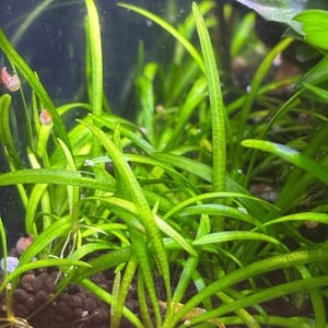 May include: Close-up of vibrant green aquatic plants with long, slender leaves. The plants have visible roots and are set against a dark background, possibly an aquarium. The image highlights the texture and color of the underwater foliage.