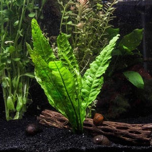 May include: A vibrant green aquatic plant with broad, textured leaves, positioned in a freshwater aquarium. A piece of driftwood and several snails are also visible. The dark substrate provides a contrasting backdrop for the lush greenery.