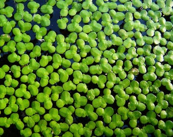 Duckweed, Lemna Minor , Live Aquarium/Aquatic/Floating/Pond plant  Easy Growth ( maybe include azolla, giant duckweed, salvinia)