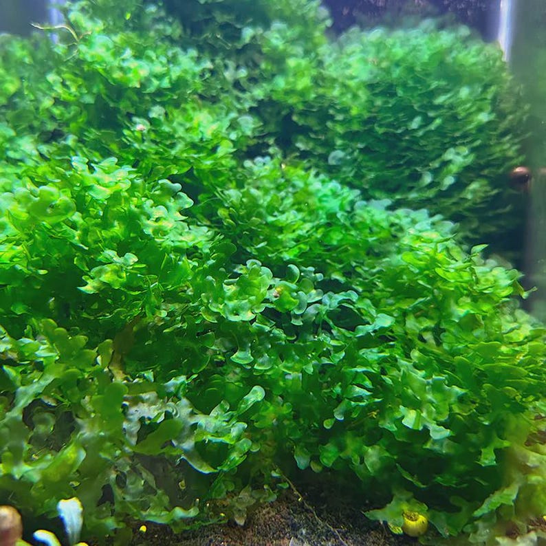 Musgo Pellia redondo Subwassertang - Planta viva para acuario/acuática/flotante/planta para estanque/planta para principiantes/fácil de cultivar