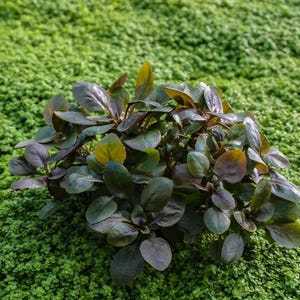 May include: A close-up of a small plant with dark green and purple leaves, set against a backdrop of small, bright green plants. The leaves have a smooth texture and a slight sheen, creating a contrast with the textured background.