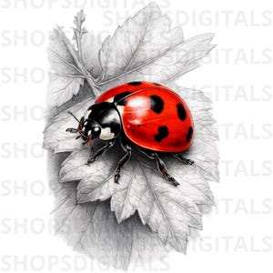 May include: A detailed illustration of a ladybug with a red shell and black spots, resting on a grayscale leaf. The ladybug's head is black with white markings. The leaf has intricate veining, creating a contrast between the insect's vibrant color and the muted background.
