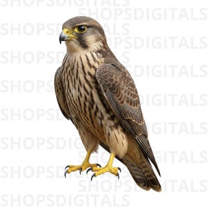 Può includere: Illustrazione dettagliata di un falco, che mostra il suo piumaggio marrone e beige con motivi intricati. L'uccello rapace ha un becco e artigli gialli, su sfondo bianco. L'immagine è un'opera d'arte digitale.