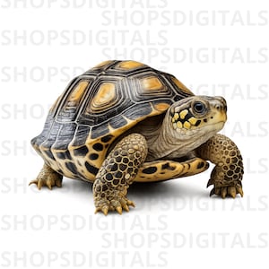 Realistische schildpad-png, dieren in het wild kunst aan de muur (digitale download)