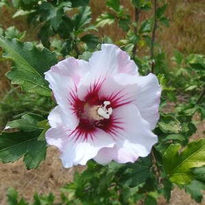 Rose Of Sharon FREE SHIPPING