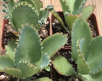 Mother Of Thousands