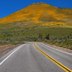 Mountain during Super Bloom 2023