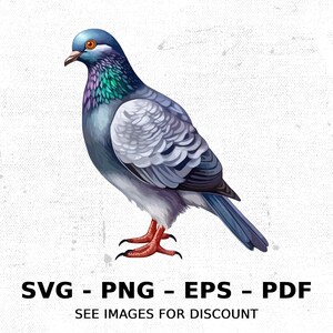 Bird Pigeon Urban City Scavenger SVG PNG Clipart / Sublimación Transparente Acuarela Dibujos Animados Descarga Instantánea Elk River Impresiones Personalizadas