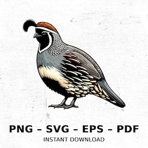 Bird Quail Gambels Wildlife SVG PNG Clipart | Sublimation Transparent Watercolor Cartoon Instant Download Elk River Prints Custom