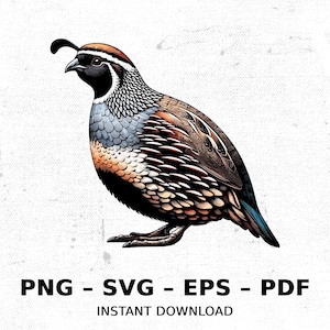 Bird Quail Gambels Wildlife Hunting SVG PNG Clipart | Sublimation Transparent Watercolor Cartoon Instant Download Elk River Prints Custom