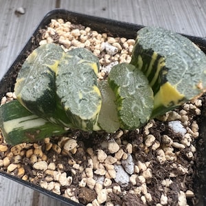 Haworthia Truncata &#39;Hokusai&#39; variegated
