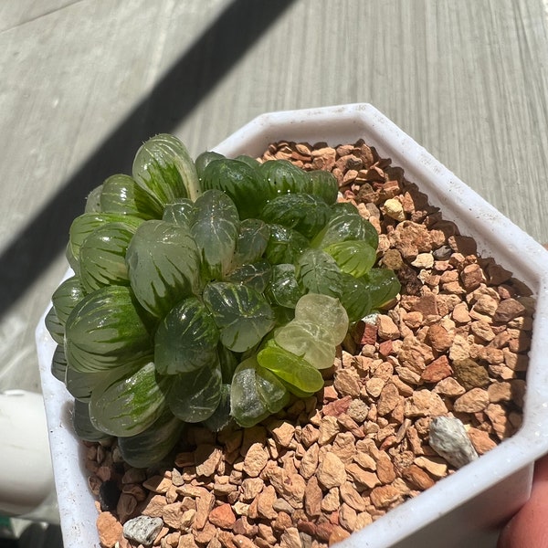 Haworthia Cooperi OB1 panaché