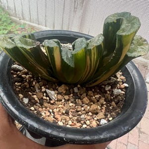 Gigantic Haworthia Truncata &#39;Hiroshige&#39; variegated