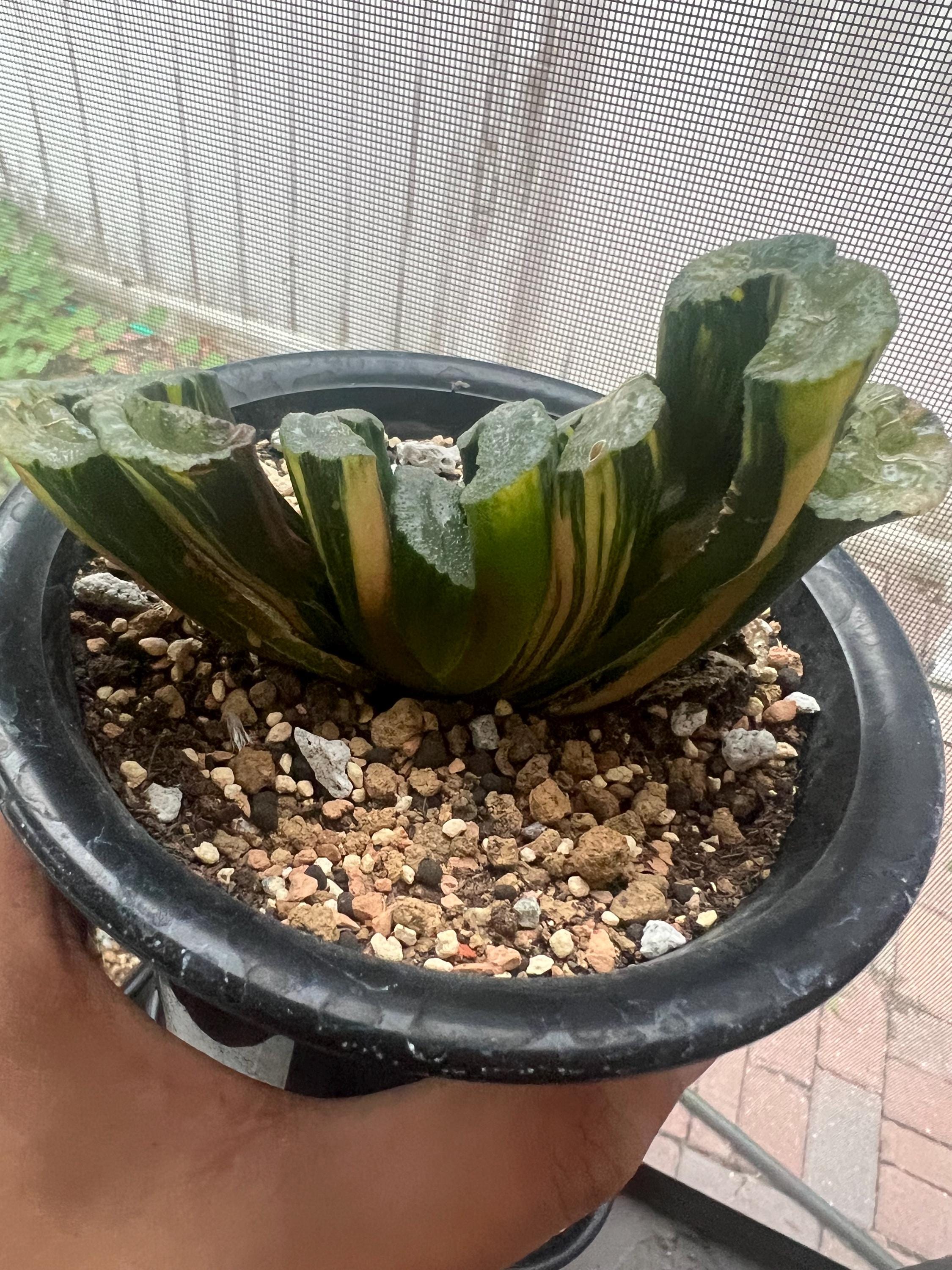 Gigantic Haworthia Truncata 'hiroshige' Variegated - Etsy