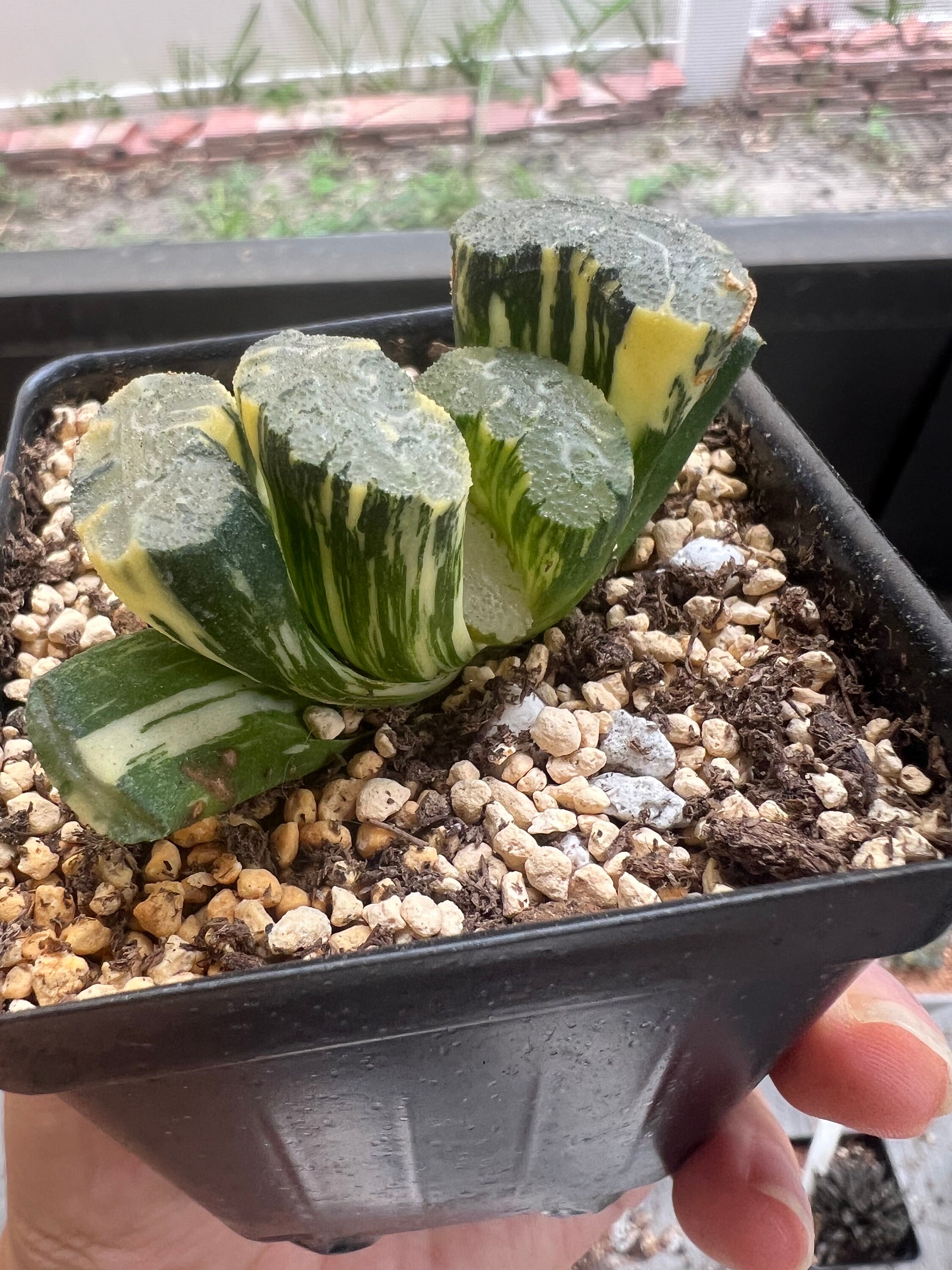 Haworthia Truncata 'hokusai' Variegated - Etsy Israel