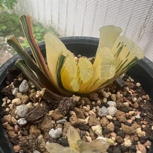 Haworthia Truncata &#39;Hakutyou&#39; variegated