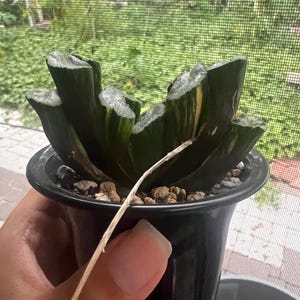 Gigantic Haworthia Truncata &#39;Hiroshige&#39; variegated