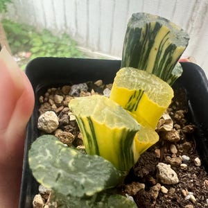 Haworthia Truncata &#39;Hokusai&#39; variegated