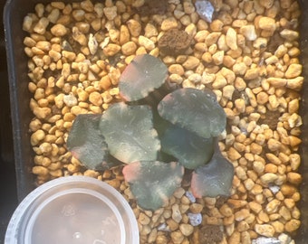 Haworthia Maughanni variegated