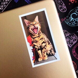 Custom Pet Sticker, custom Dog Stickers, custom Cat Stickers, Pet laptop Stickers, pet photo stickers, water bottle stickers, decal, tumbler image 5