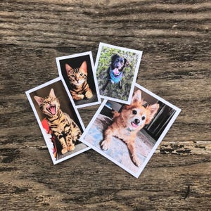 Custom Pet Sticker, custom Dog Stickers, custom Cat Stickers, Pet laptop Stickers, pet photo stickers, water bottle stickers, decal, tumbler image 1