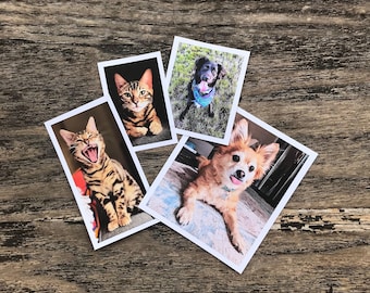 May include: Four printed photos of pets, including a black and white dog, a brown and white dog, and two tabby cats.