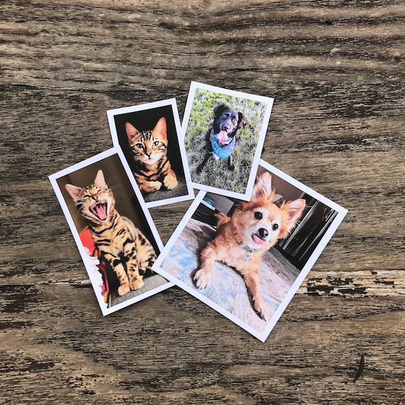 Custom Pet Sticker, custom Dog Stickers, custom Cat Stickers, Pet laptop Stickers, pet photo stickers, water bottle stickers, decal, tumbler