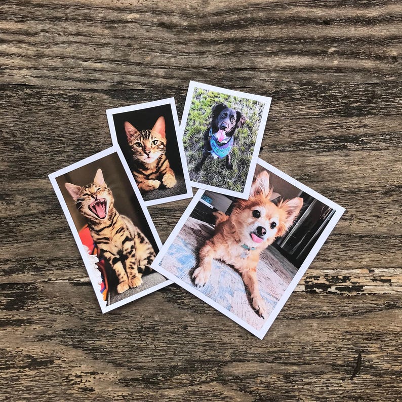Custom Pet Sticker, custom Dog Stickers, custom Cat Stickers, Pet laptop Stickers, pet photo stickers, water bottle stickers, decal, tumbler image 1