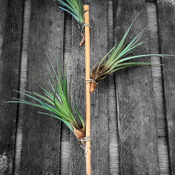 Tillandsia avec support - Fille de l'air - Air Plant - Livraison gratuite