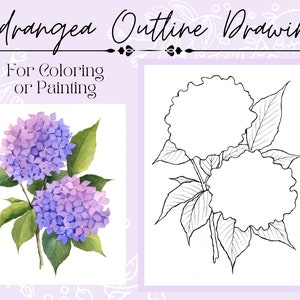 May include: A printable outline drawing of two hydrangea flowers with leaves. The text "Hydrangea Outline Drawing" and "For Coloring or Painting" is at the top of the image.