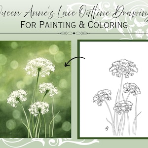 以下が含まれることがあります： 絵画と着色のための、クィーンアンズレースのアウトライン図が特徴の画像。画像は、緑の背景に白い花の水彩画と、同じ花の白黒線画を示しています。