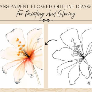 Op de afbeelding: Een digitale afbeelding met de titel TRANSPARENT FLOWER OUTLINE DRAWING For Painting And Coloring, met links een hibiscusbloem in aquarel-stijl en rechts een bijbehorende zwarte lijntekening met een pijl die ertussen wijst.