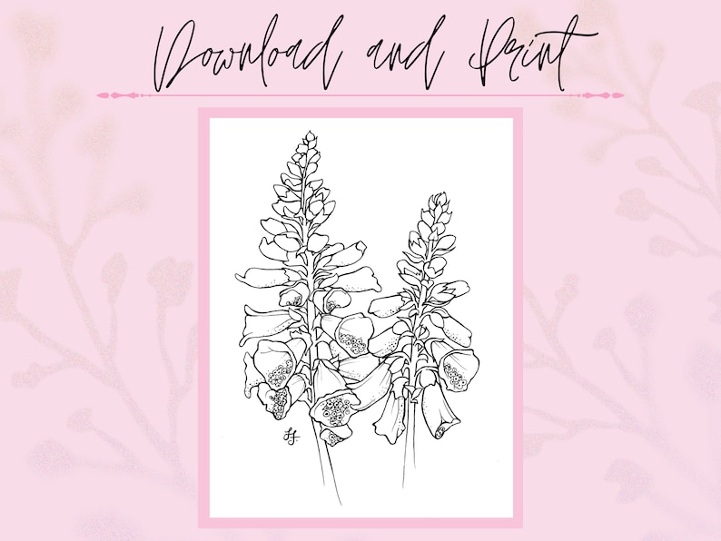 May include: A black and white line drawing of two foxglove flowers. The flowers are drawn in a simple, elegant style.
