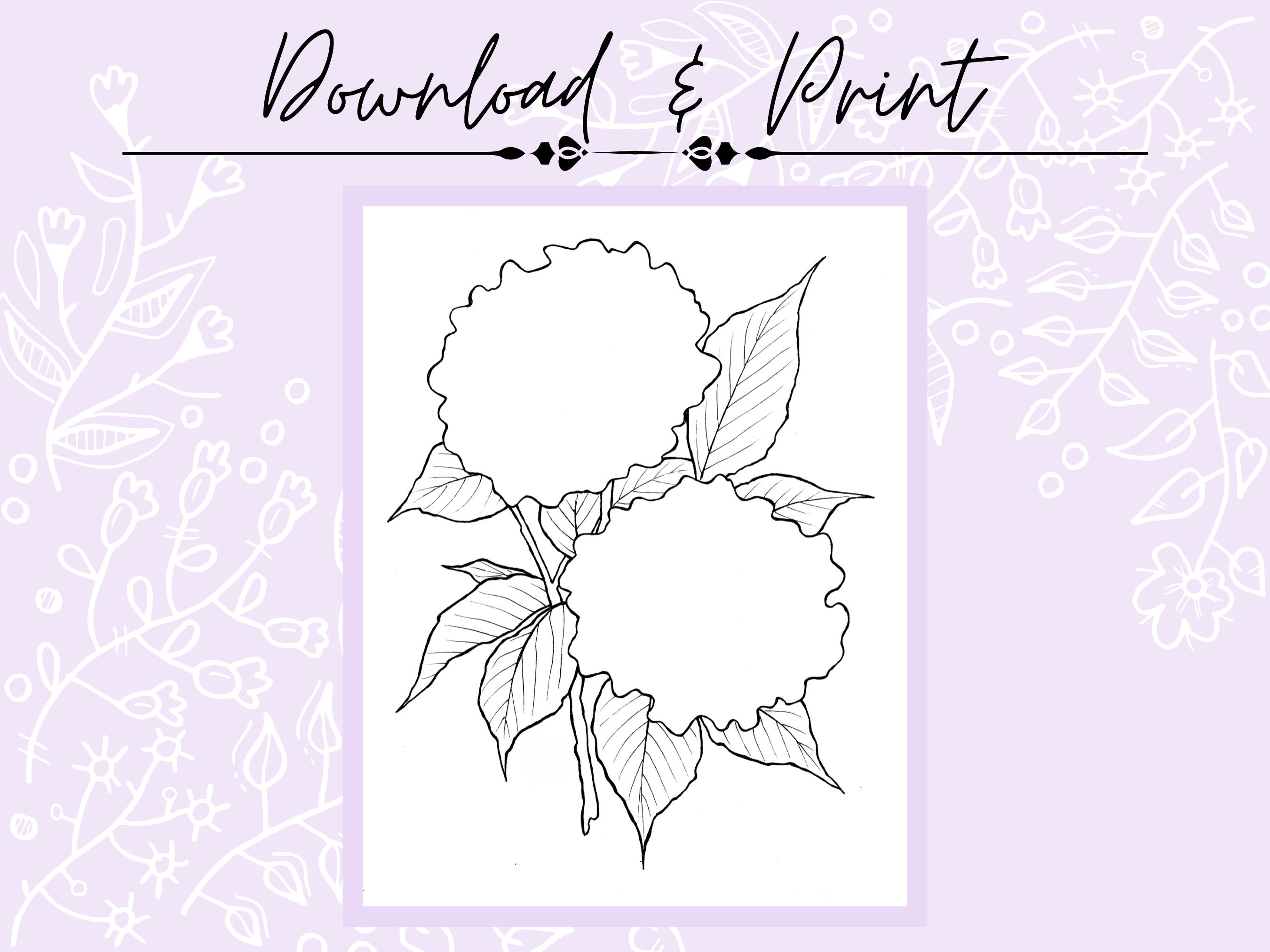 Hydrangea Flower Outline Drawing Page for Coloring or Painting Digital ...