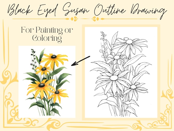 Black Eyed Susan Flower Drawing PDF Digital Outline Page for Coloring and/or Painting