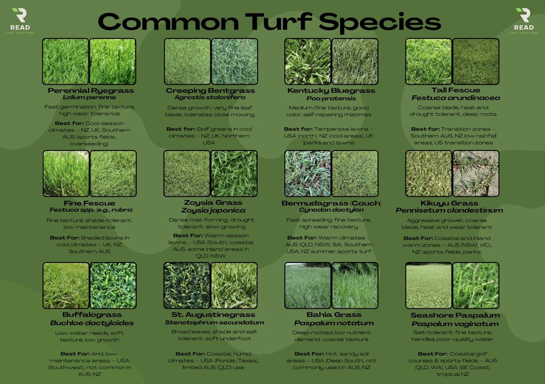 Turfgrass Inflorescnse Types 12 Common Turfgrass Types – Printable Species ID Chart (PDF) - Etsy ...