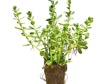Moneywort Bacopa Monnieri 2 Potted Aquarium Plant - Etsy