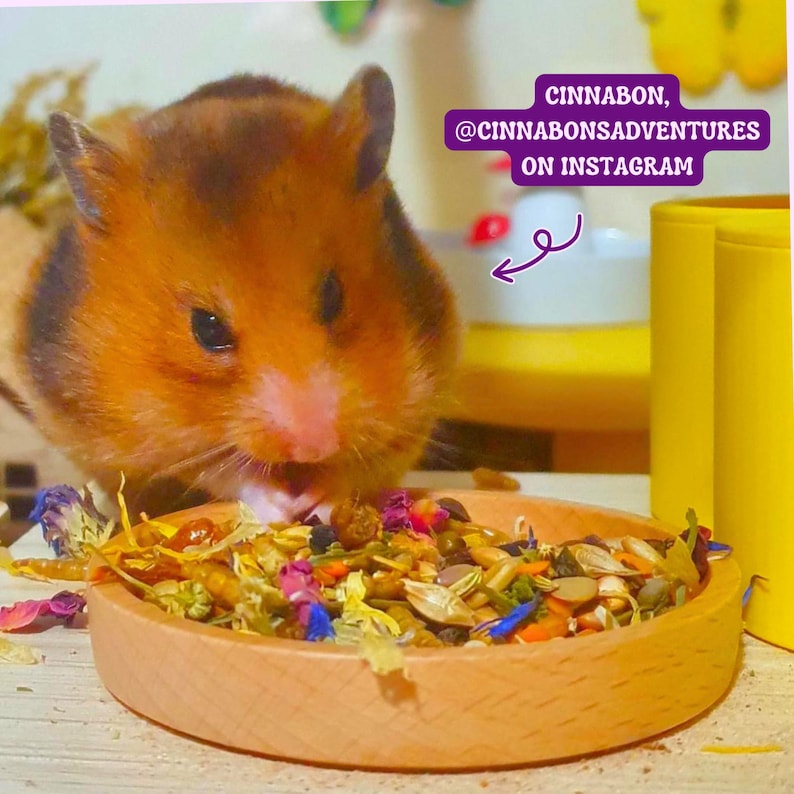 Puede incluir: Un h&aacute;mster dorado comiendo de un cuenco de madera lleno de una colorida mezcla de semillas y flores secas. El h&aacute;mster es el foco principal, con un fondo borroso. El texto en la imagen dice "CINNABON, @CINNABONSADVENTURES ON INSTAGRAM".
