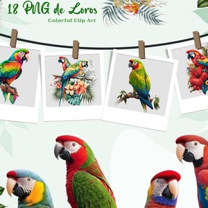 Bunte Papageien in der Natur Clipart, 18 hübsche tropische Papageien im PNG-Format, transparenter Hintergrund für Sublimation oder Druck