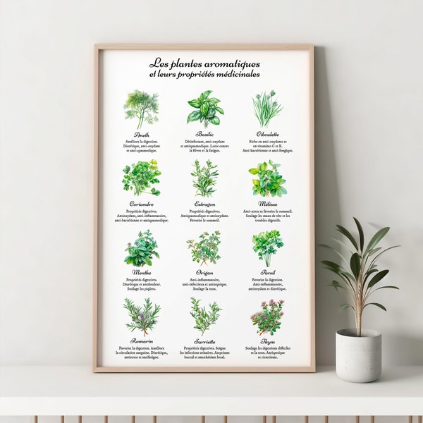 Affiche plantes aromatiques, usages bienfaits et propriétés médicinales des herbes aromatiques, décoration cuisine, aquarelle